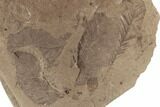Miocene Fossil Leaf with Cypress Frond - Idaho #189104-2